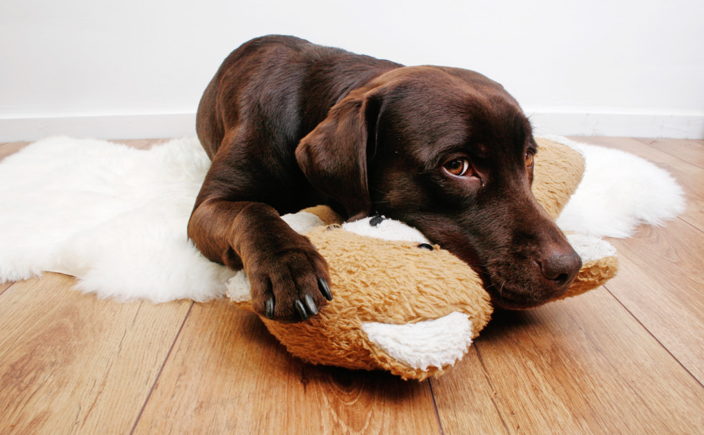 stockvault-labrador-dog-cuddling-with-teddy-bear131116